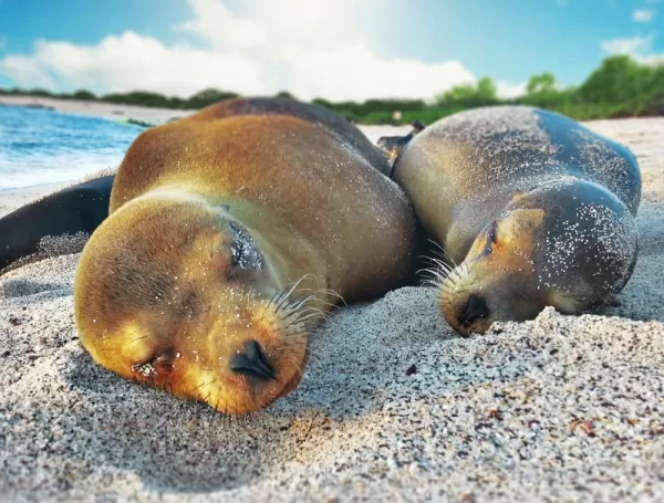 Sea lions nap on the sunny beaches of the Galapagos