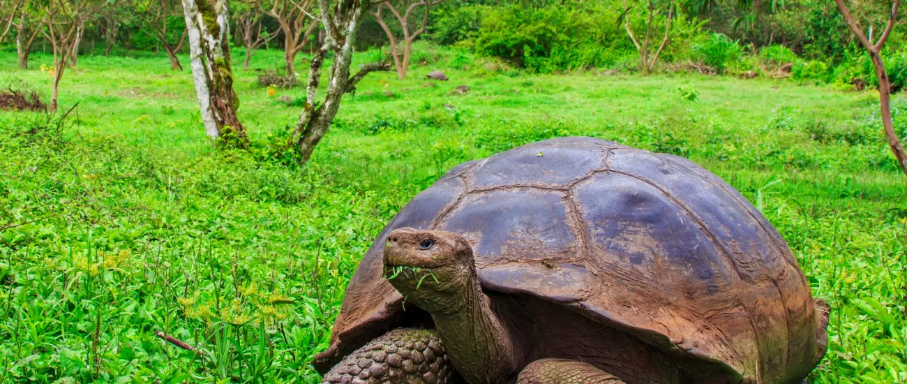 See giant tortoises in the Galapagos