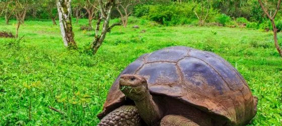 See giant tortoises in the Galapagos