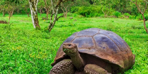 See giant tortoises in the Galapagos