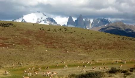 and yet more guanacos...