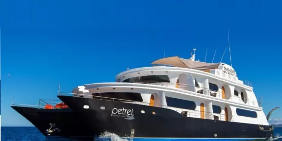 Petrel