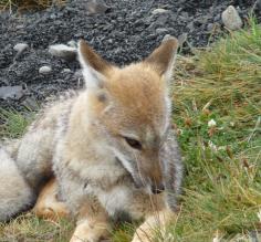 Face to face with a fox at Torres del Paine