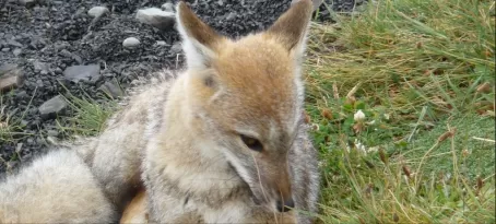 Face to face with a fox at Torres del Paine
