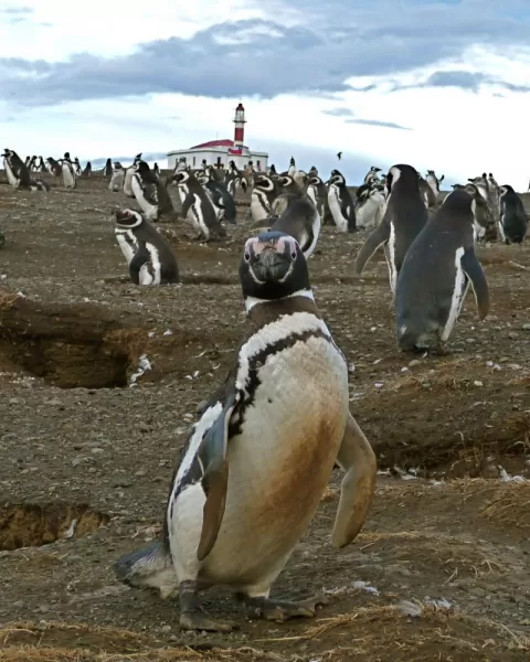 One of 100,000 on Isla Magdalena