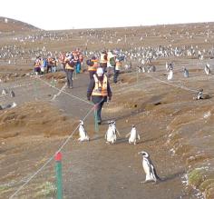 An amazing penguin experience!