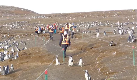 An amazing penguin experience!