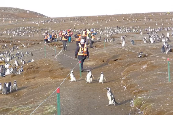 An amazing penguin experience!
