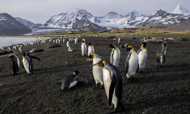 King Penguin colony in South Georgia