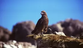 Bird in Bolivia!