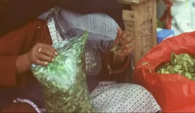 Coca Leaves for sale