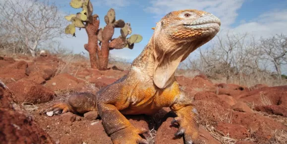 Look for colorful wildlife in the Galapagos