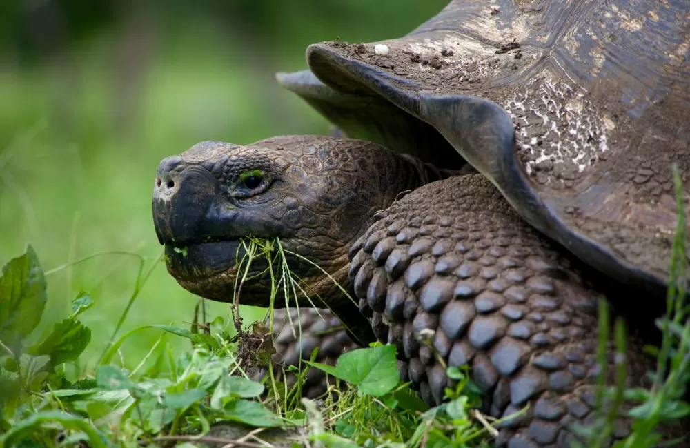 Meet the ancient giant tortoises of the Galapagos