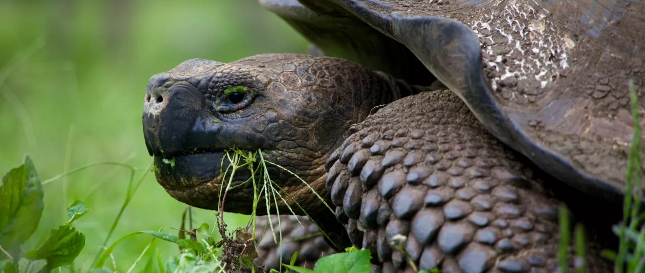 Meet the ancient giant tortoises of the Galapagos