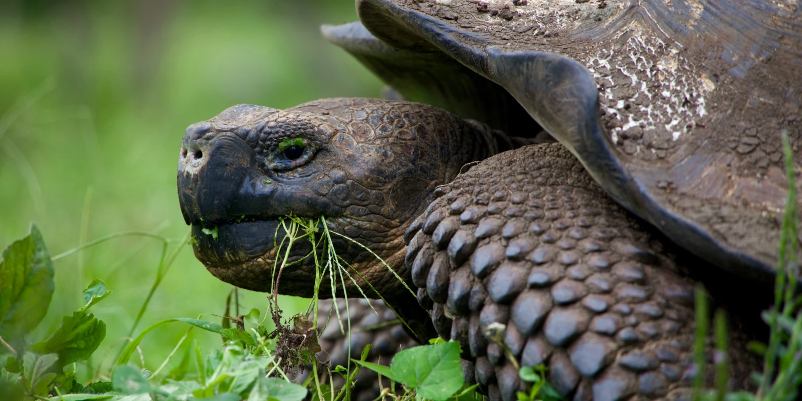 Meet the ancient giant tortoises of the Galapagos