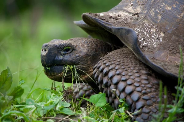 Meet the ancient giant tortoises of the Galapagos