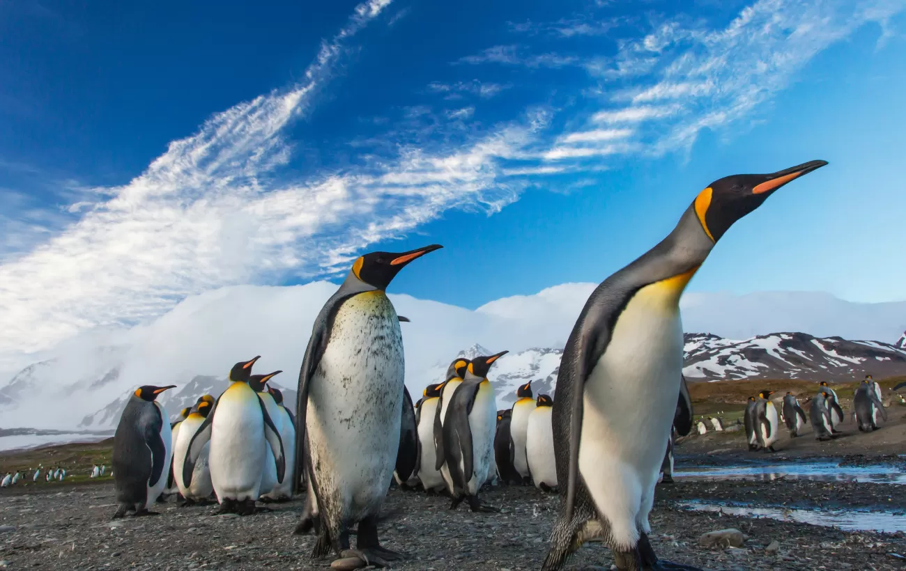 Spot king penguins in subantarctic islands