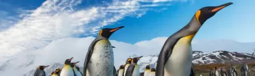 Spot king penguins in subantarctic islands
