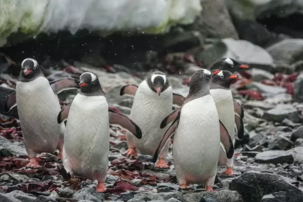 Gentoo penguins hop ashore in Antarctica