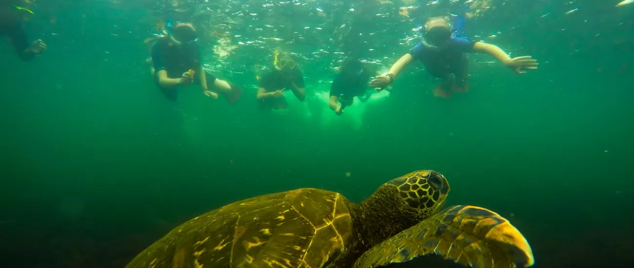 Snorkel with sea turtles and other incredible wildlife