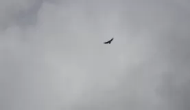 A bird in the sky