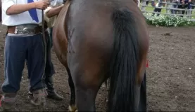 Preparing the horse