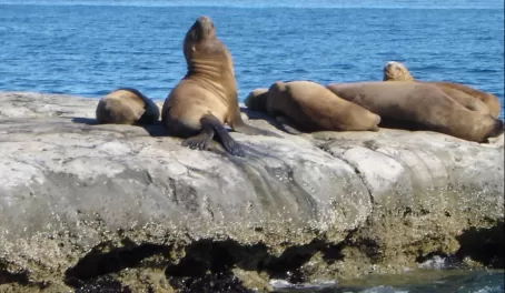 Sea lions, this is a view from the navigation