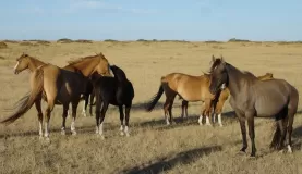 Horses at Faro Punta Delgada