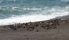 Sea lions in the beach. Killer whales come to eat them
