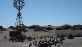 San Lorenzo penguin colony