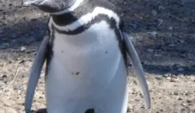 Magallanic Penguin