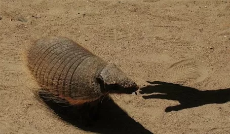 Making shadow friends with an armadillo
