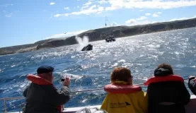 Whales watching navigation from Puerto Piramides