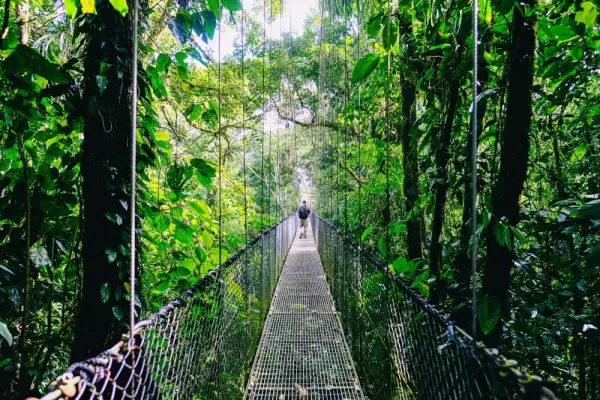 Explore the rain forest canopy up close