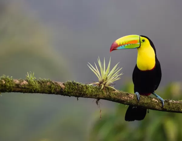 Spot vibrant wildlife in the rain forest