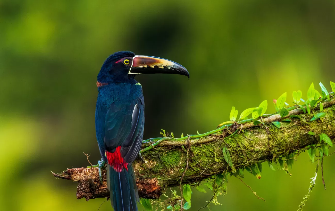 Look for unique birds and other wildlife in the rain forest!