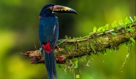 Look for unique birds and other wildlife in the rain forest!