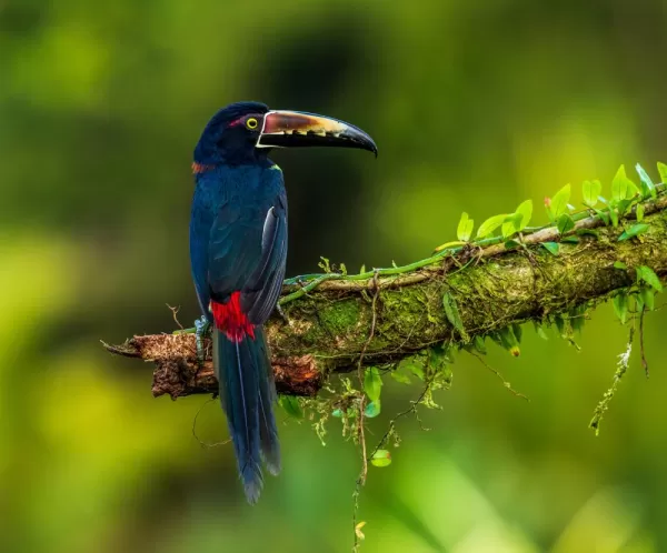 Look for unique birds and other wildlife in the rain forest!
