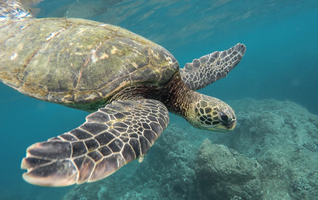 Snorkel with incredible sea turtles
