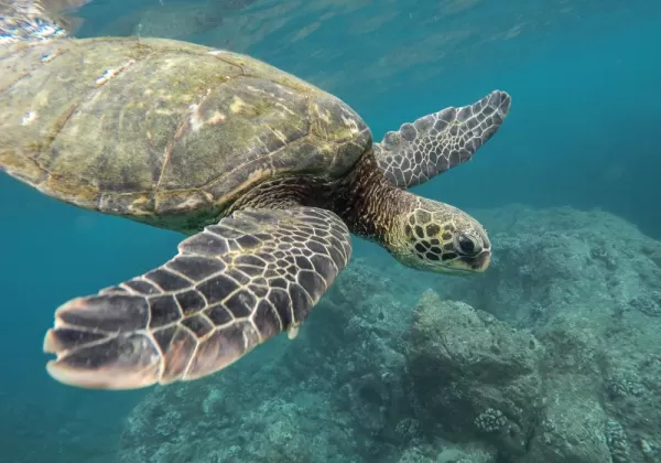 Snorkel with incredible sea turtles