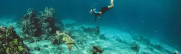 Snorkel with incredible sea turtles