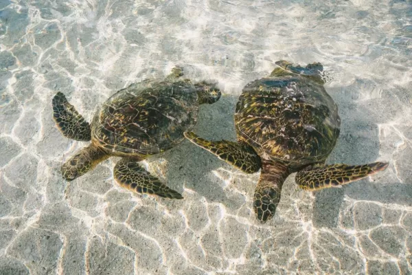 Snorkel with incredible sea turtles