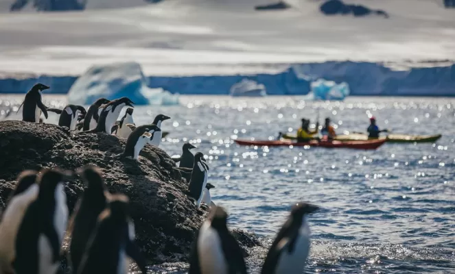 Antarctic penguins perched above the water