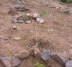 Beginning stages of planting trees in Peru
