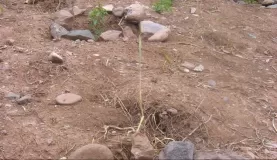 Beginning stages of planting trees in Peru