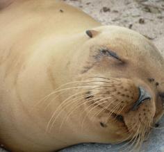 Sleepy Sea Lion