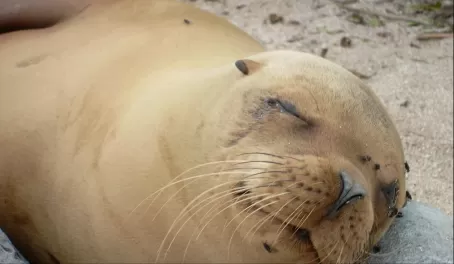Sleepy Sea Lion