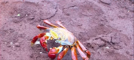 Sally Lightfoot crab in the Galapagos