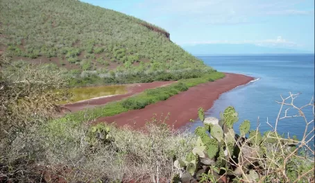 Rabida Island red sand beach in the Galapagos