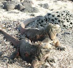2 Land Iguanas